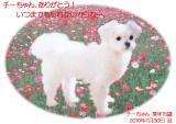 チーちゃんのメモリアル写真　ペット葬儀日：２０１０年７月３１日　千葉県よりご依頼